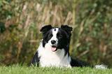 BORDER COLLIE 1374
